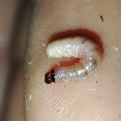 Ectomyelois ceratoniae