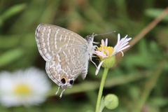 Theclinesthes onycha