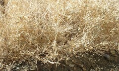 Atriplex confertifolia