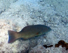 Plectropomus leopardus