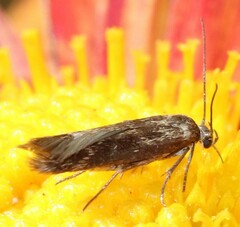 Scythris trivinctella