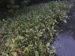 Sagittaria platyphylla