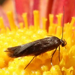 Scythris trivinctella