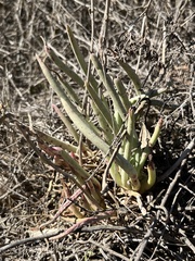 Dudleya edulis
