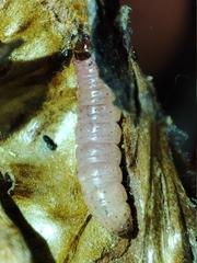 Ectomyelois ceratoniae