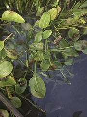 Sagittaria platyphylla