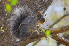 Sciurus arizonensis