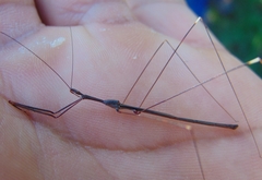 Emesaya brevipennis