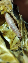 Ectomyelois ceratoniae