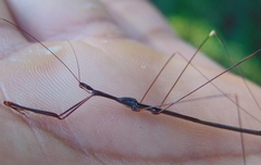Emesaya brevipennis