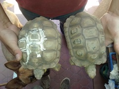 Chelonoidis chilensis