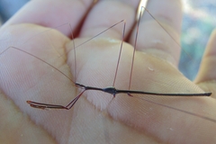 Emesaya brevipennis