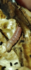 Ectomyelois ceratoniae