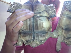 Chelonoidis chilensis