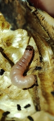 Ectomyelois ceratoniae