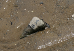 Telescopium telescopium