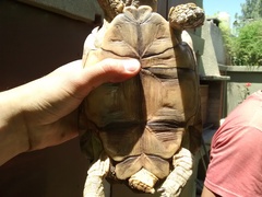 Chelonoidis chilensis