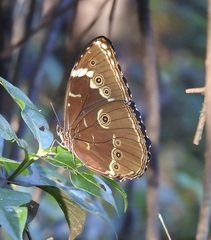 Morpho