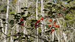 Smilax walteri