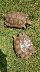 Chelonoidis chilensis