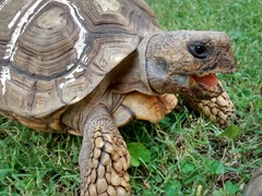 Chelonoidis chilensis