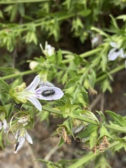 Insecta