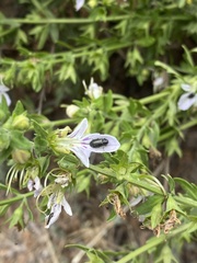 Insecta