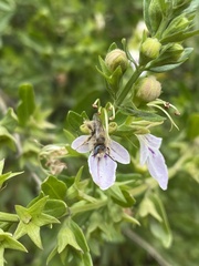 Insecta