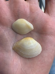 Kalolophus speciosus