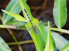 Hemigomphus comitatus
