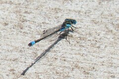 Austroagrion watsoni