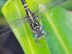 Hemigomphus comitatus