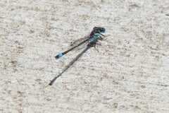 Austroagrion watsoni