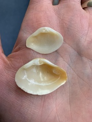 Kalolophus speciosus