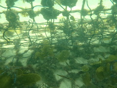 Trachinops taeniatus