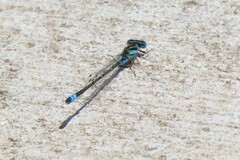 Austroagrion watsoni