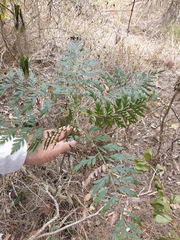 Grevillea robusta