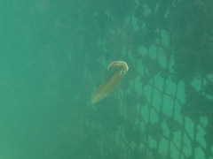 Sepioteuthis australis