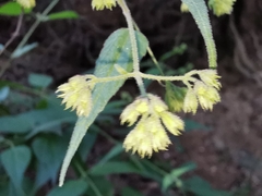 Koanophyllon longifolium