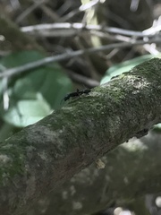 Pseudomyrmex lynceus