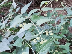 Koanophyllon longifolium