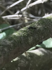 Pseudomyrmex lynceus