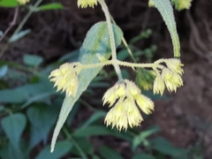 Koanophyllon longifolium