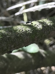 Pseudomyrmex lynceus