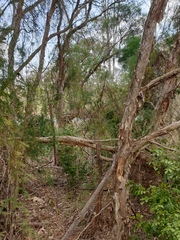 Melaleuca irbyana