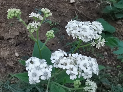 Verbesina microptera