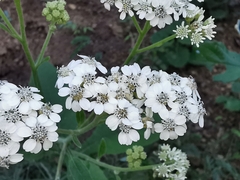 Verbesina microptera