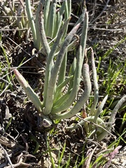 Dudleya edulis