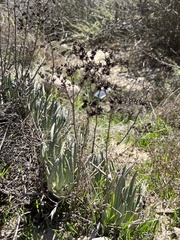 Dudleya edulis