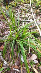 Carex phleoides